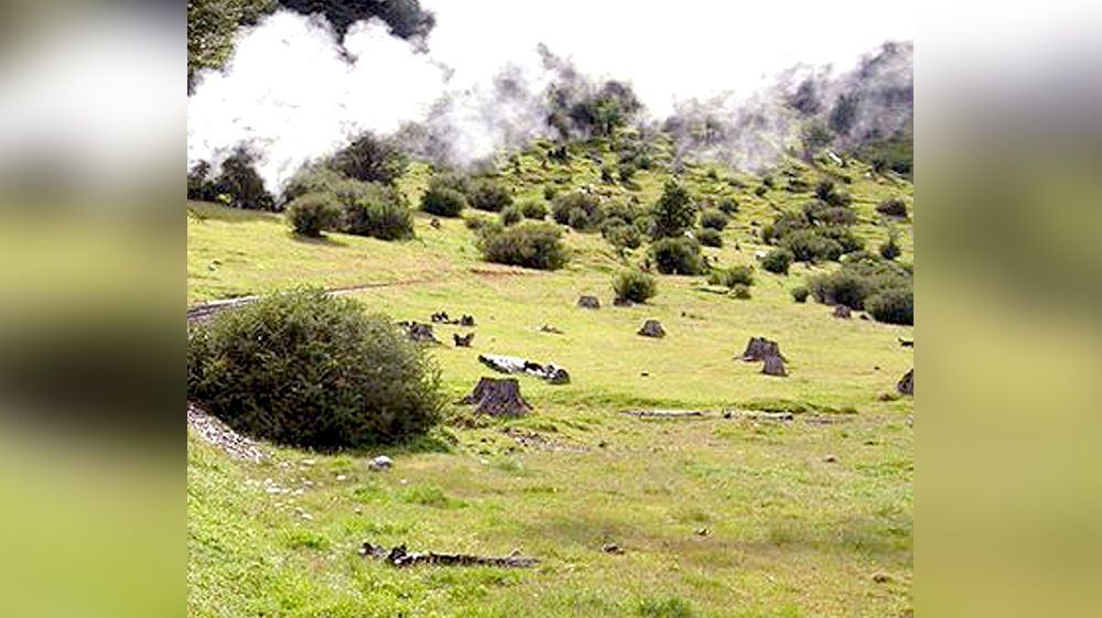 Cuestionan el talado indiscriminado de árboles en Ushuaia