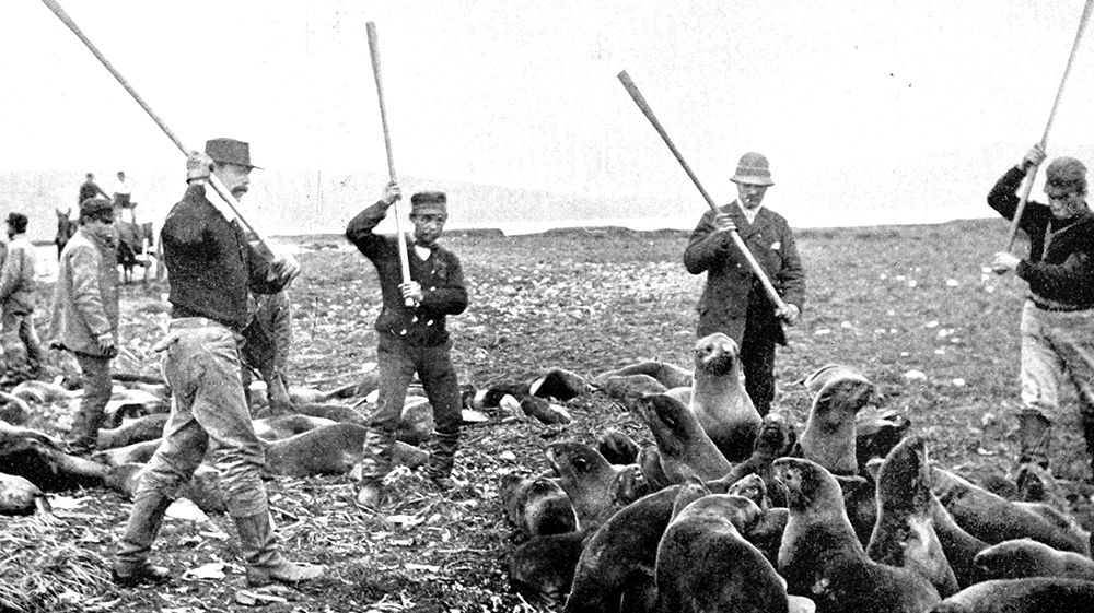 Arriba a Punta Arenas un contrabando de pieles fueguinas