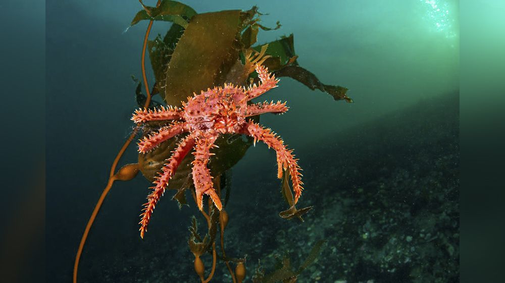 Preocupación por las centollas en el Beagle
