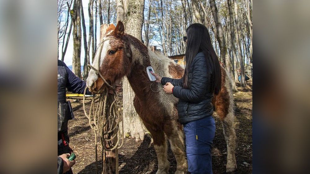 Zoonosis realizó una Jornada Itinerante de chipeo de equinos