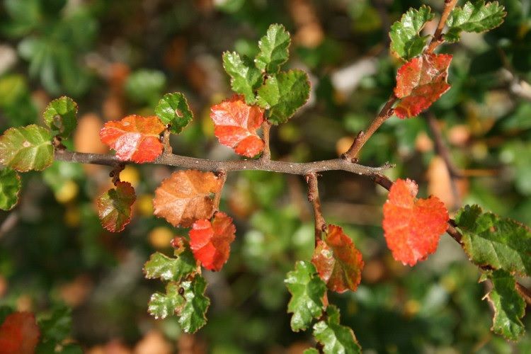 Luz verde para la comercialización de hojas de ñire