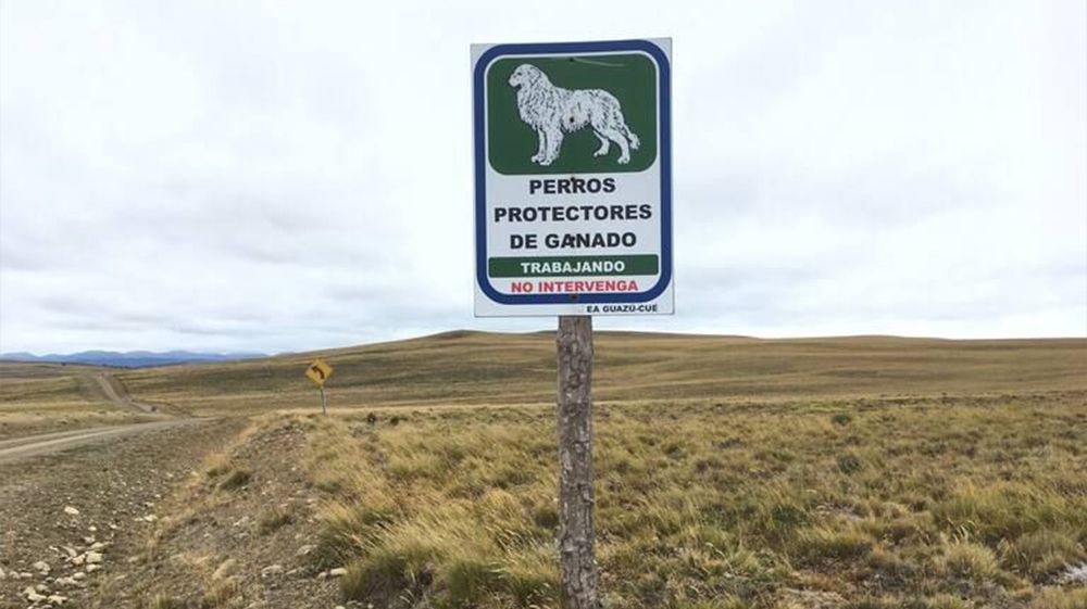 Perros “trabajando”