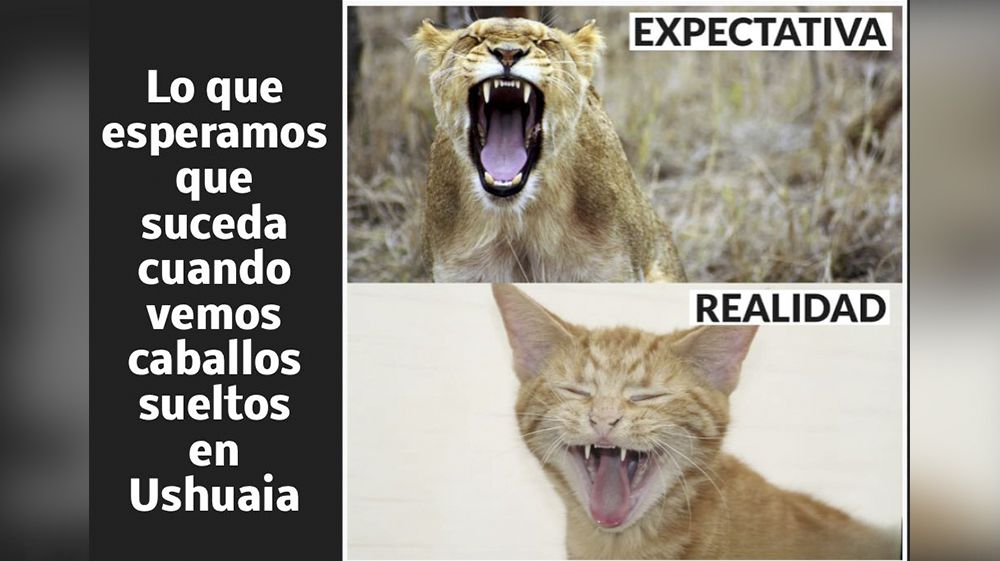 ¡Cuando los equinos toman las riendas de la ciudad!