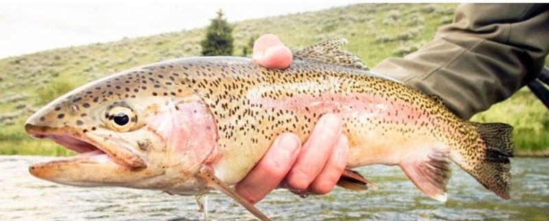 Inicia la temporada de pesca deportiva 