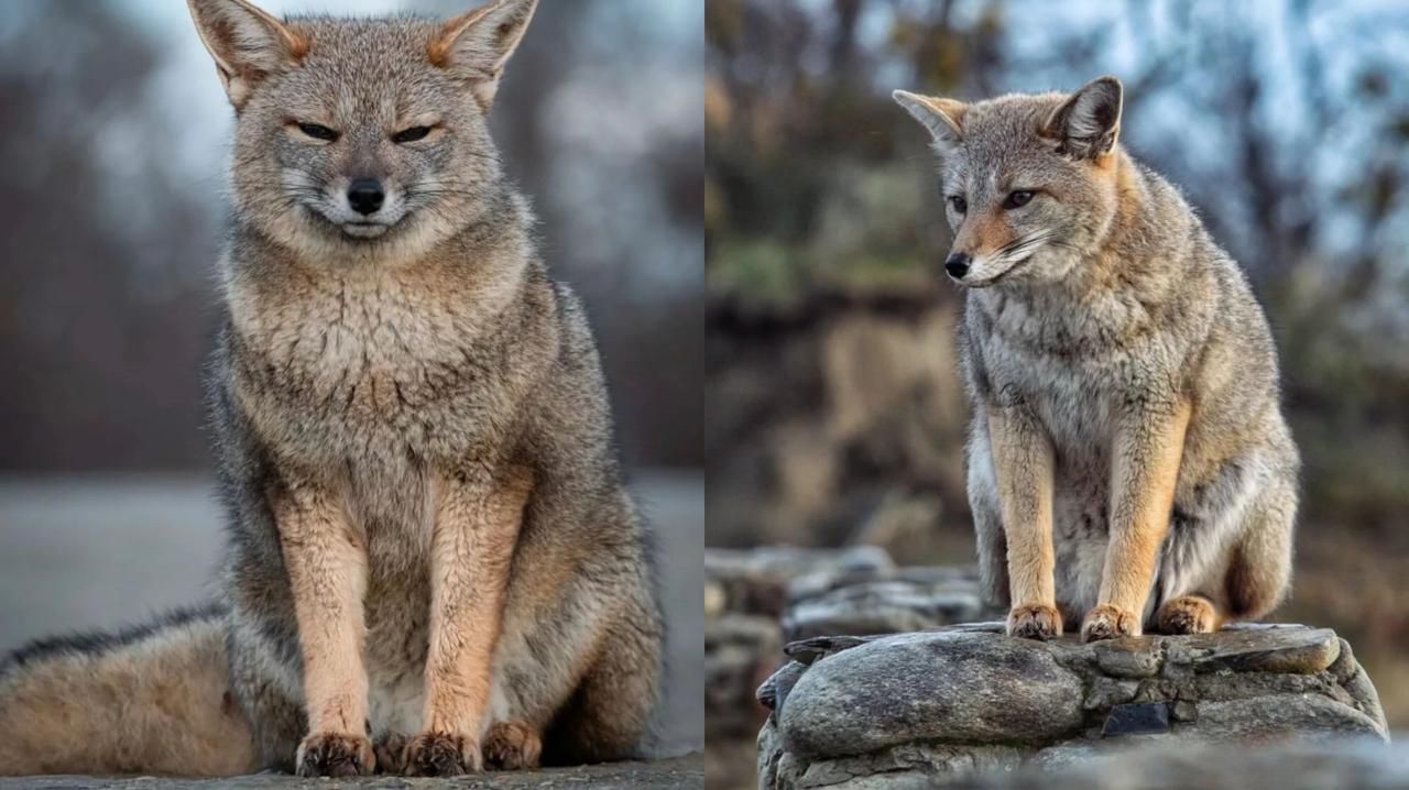 Las consecuencias de alimentar la fauna