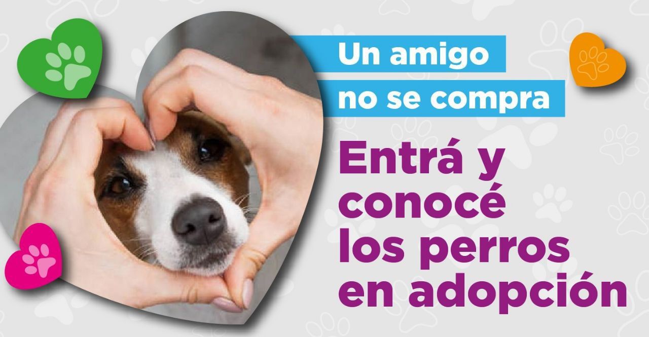 Zoonosis difunde mascotas en adopción en la web municipal