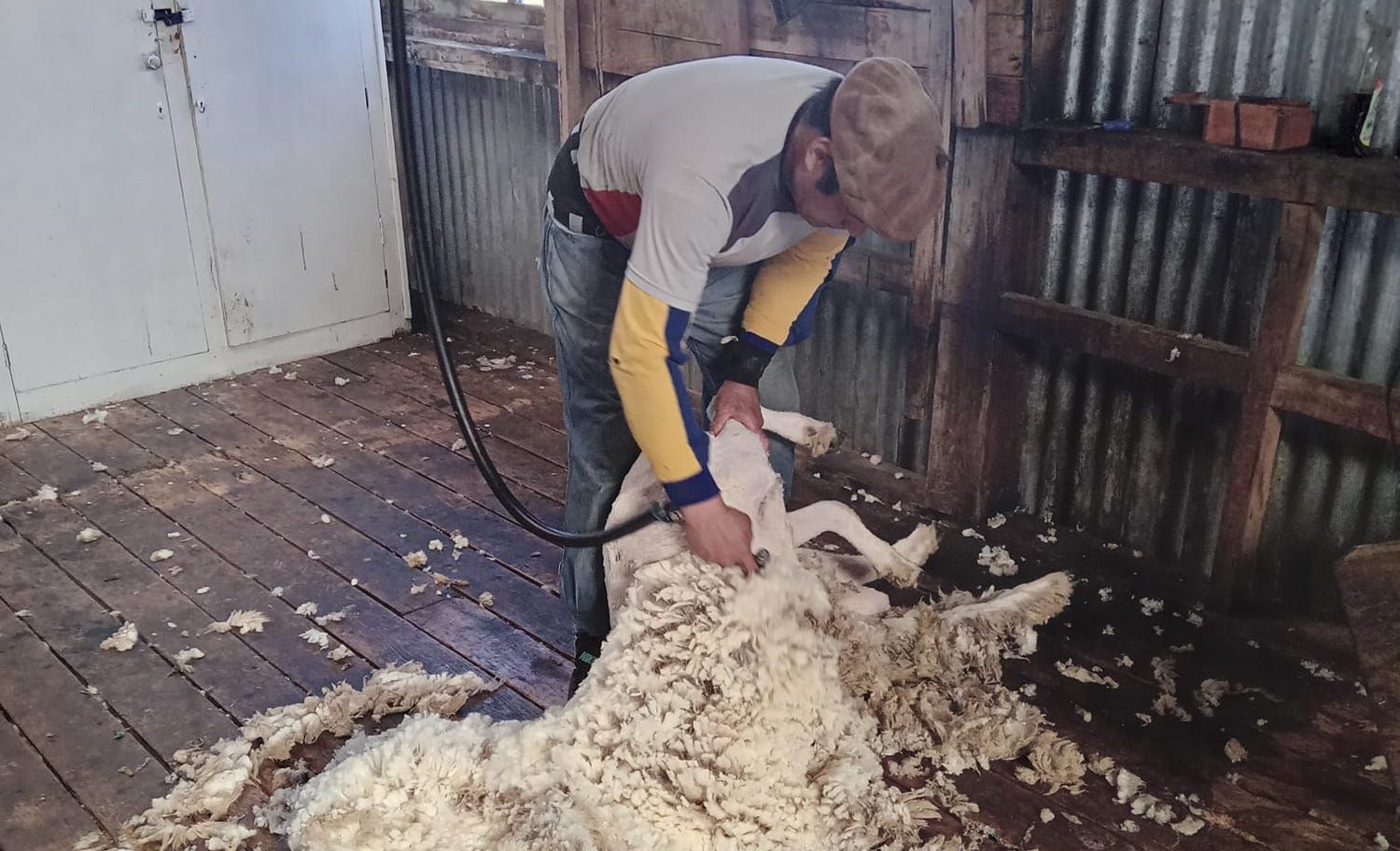 Actualizan las remuneraciones mínimas para la temporada de esquila