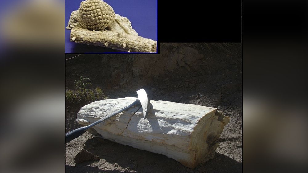Maderas petrificadas permiten deducir evolución de las flores