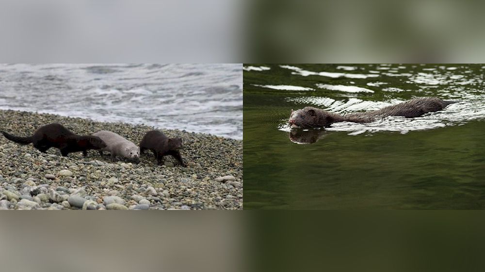 Detectan la presencia del visón al sur del canal de Beagle