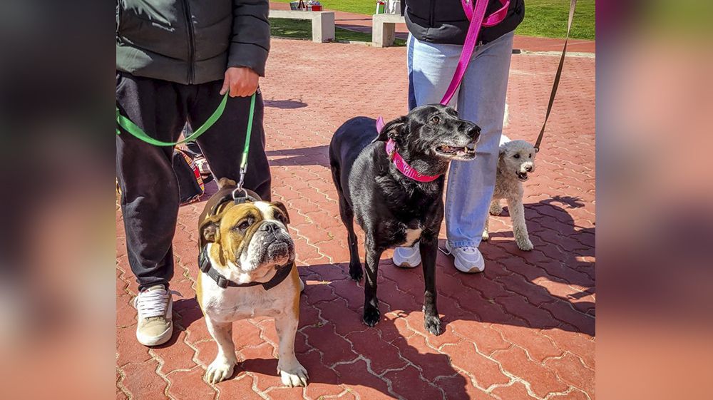 Zoonosis municipal participó en la ‘Caninata’ 
