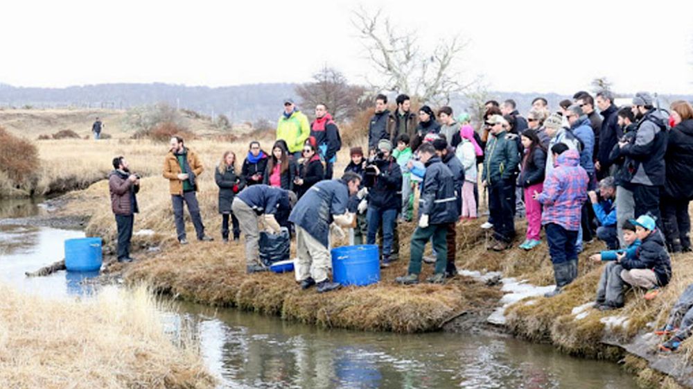 Siembran alevinos de salmón en Yehuin y truchas en río Ewan