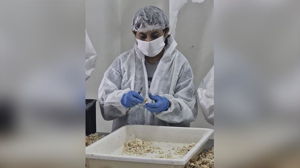 Continúa la capacitación municipal sobre procesamiento de crustáceos 