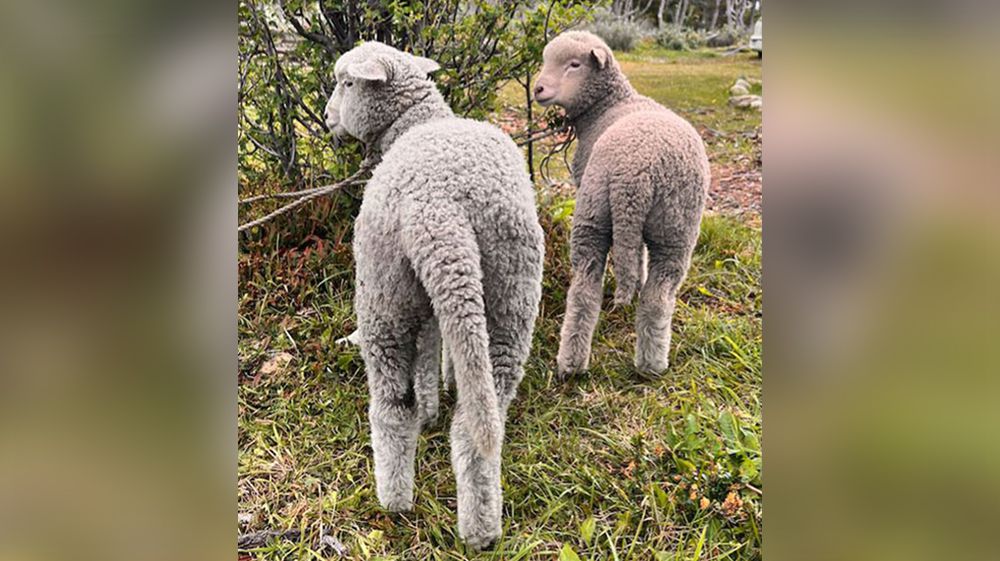 Dos que conversan sobre los pastorcitos mentirosos