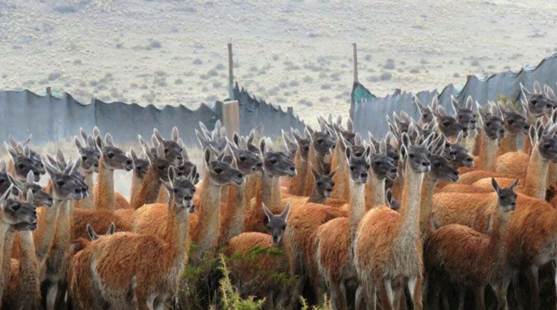 Buscan el aprovechamiento sustentable de la fibra de guanaco
