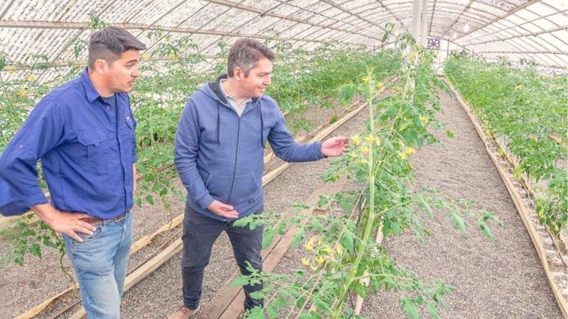 En las próximas semanas se podrán adquirir los tomates de RGA Alimentos