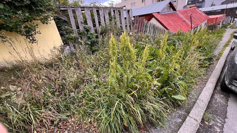 Nos fuimos a los yuyos