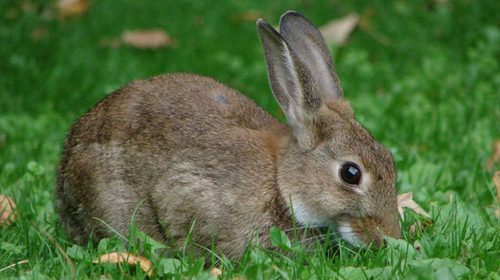 Conejos exóticos impactan en el ecosistema de Ushuaia