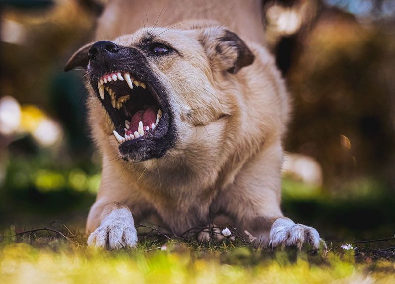 La dura realidad: La defensa irracional de perros asilvestrados y conejos amenaza el ecosistema fueguino