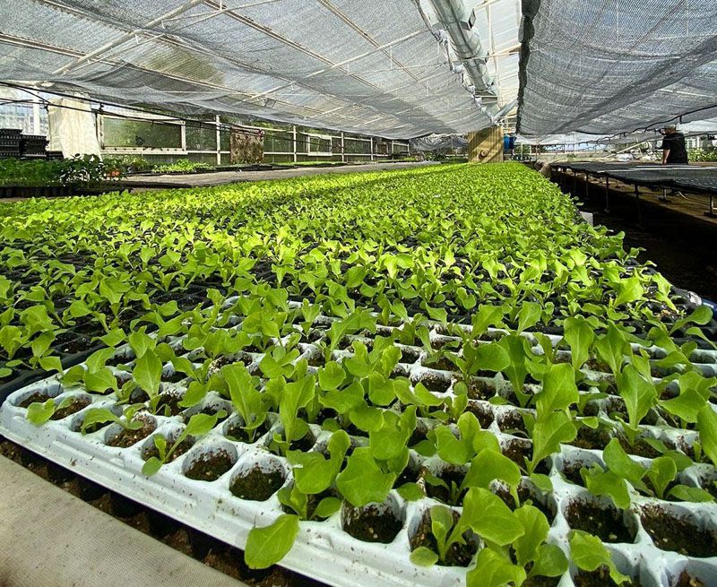 Calculan entregar 1.800.000 plantines de verduras en Río Grande esta temporada
