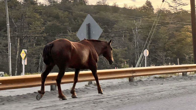 Zamba del caballo suelto