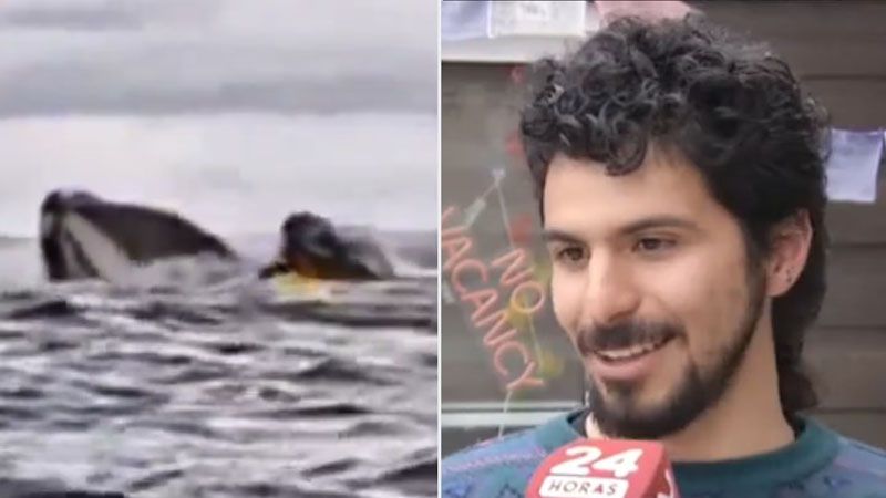 Un joven fue tragado por una ballena jorobada