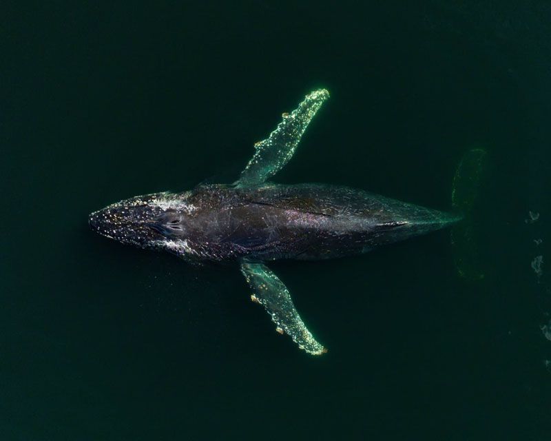 El retorno de las ballenas: Un compromiso con el Beagle