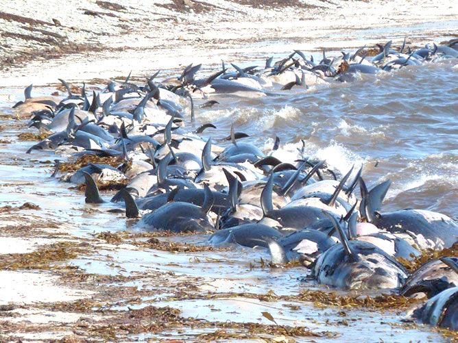 Constatan una catástrofe ecológica en las islas Malvinas