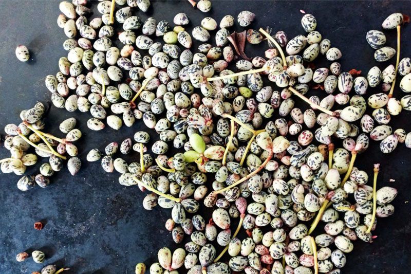 Productos patagónicos incorporados al Código Alimentario Argentino