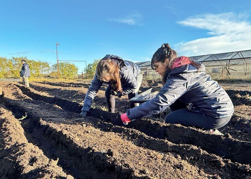 RGA Alimentos se expande con la producción de ajos violetas agroecológicos