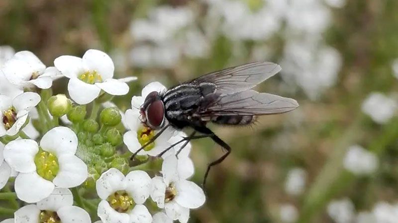 La presencia de moscas en Ushuaia es totalmente natural 