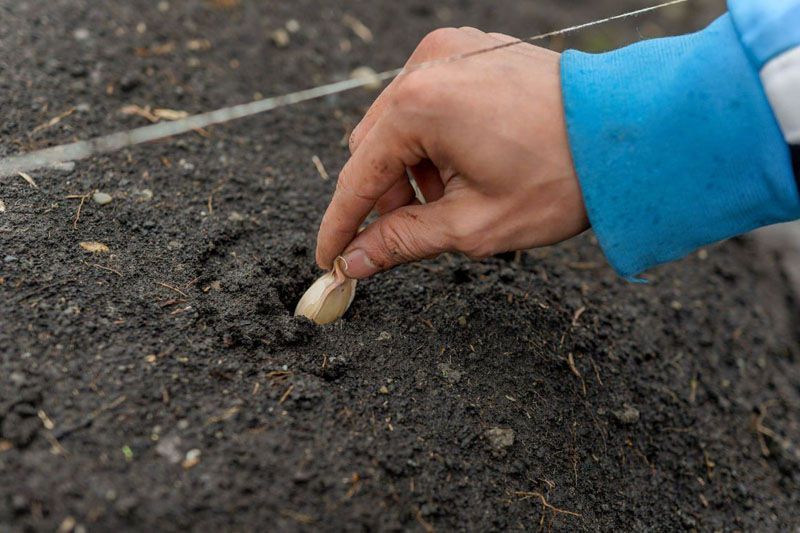 Proyecto para la producción de ajo violeta