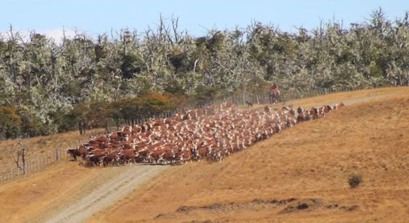 Zona libre de Aftosa por ley 