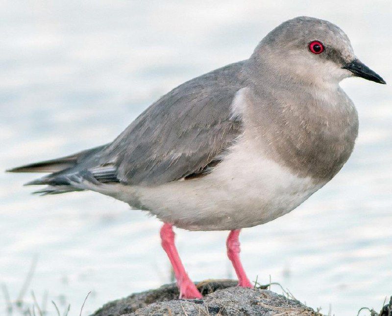 La Provincia fortalece su rol en la conservación de aves 