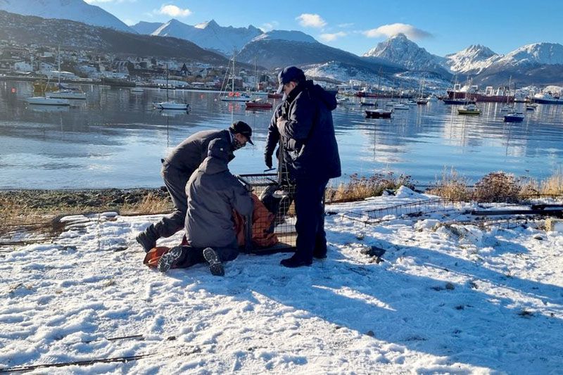 Prefectura rescató un pingüino en Ushuaia