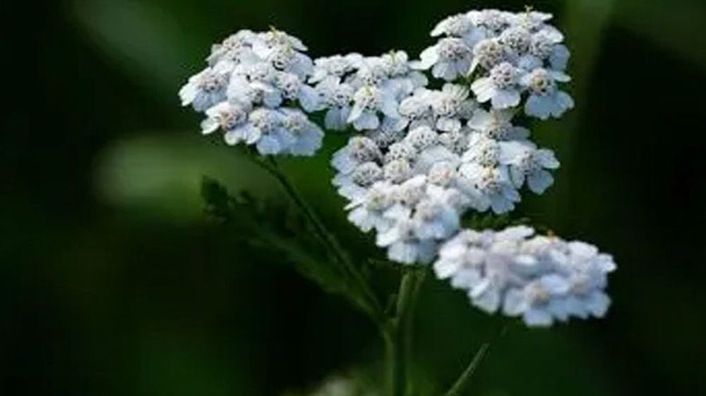 Se presenta el espectáculo ‘Milenrama’ en Ushuaia