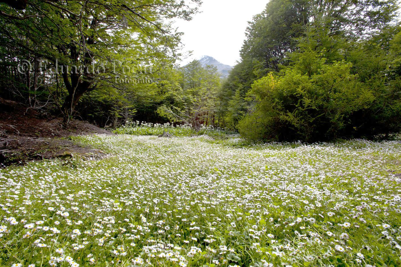 Culmina expedición científica finlandesa a Tierra del Fuego