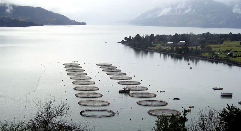 Chile también advierte sobre impacto de las salmoneras 
