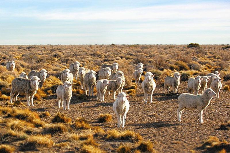 SENASA instó a reforzar medidas para prevenir la sarna ovina