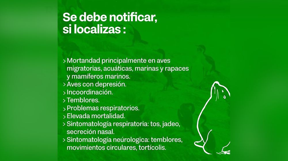 Protocolo preventivo por de mortandad de aves marinas 