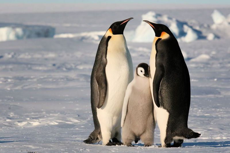 El pingüino emperador en peligro