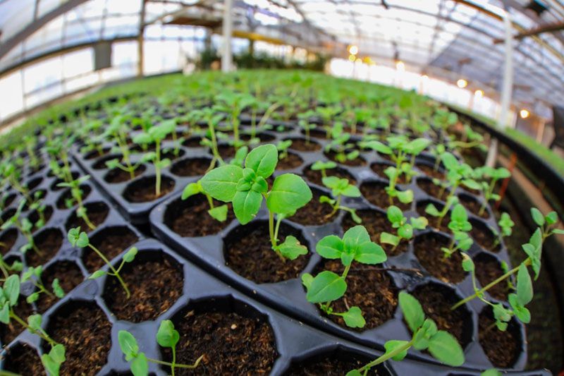 ¨La meta es producir alimentos todo el año¨