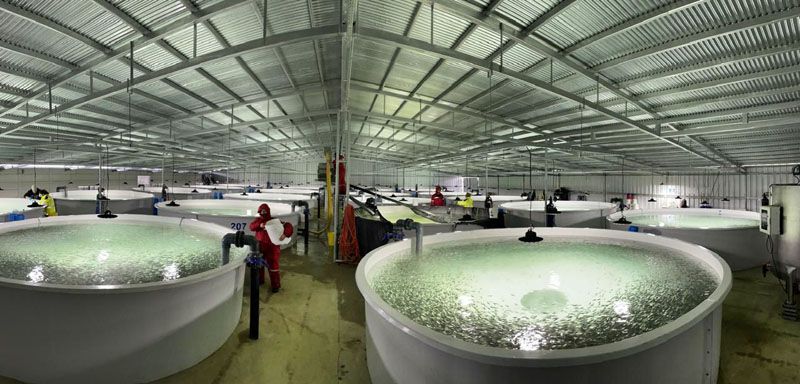 Inicia el debate por cambios en la regulación de la salmonicultura