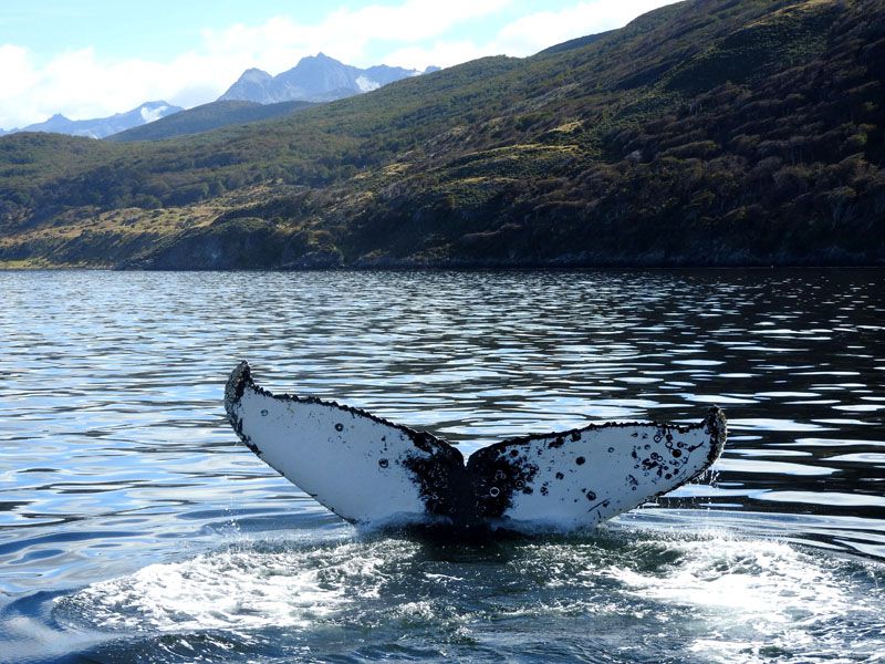 Las ballenas reaparecen en el Canal Beagle 
