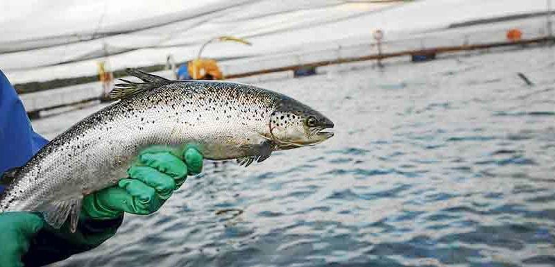 Salmonicultura: la propuesta del Gobierno