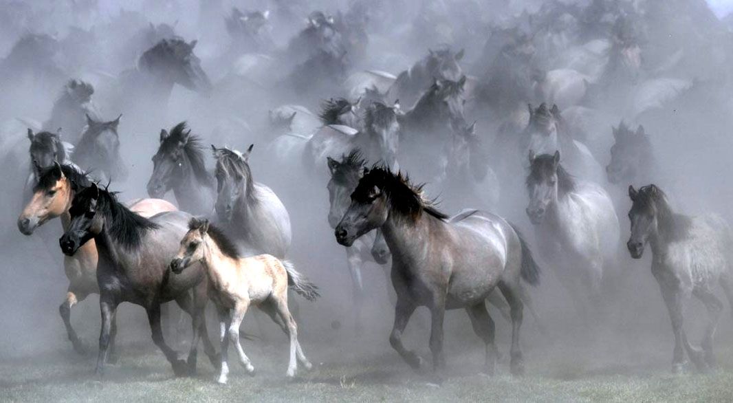 Defienden la mayor reserva de caballos en libertad del mundo 