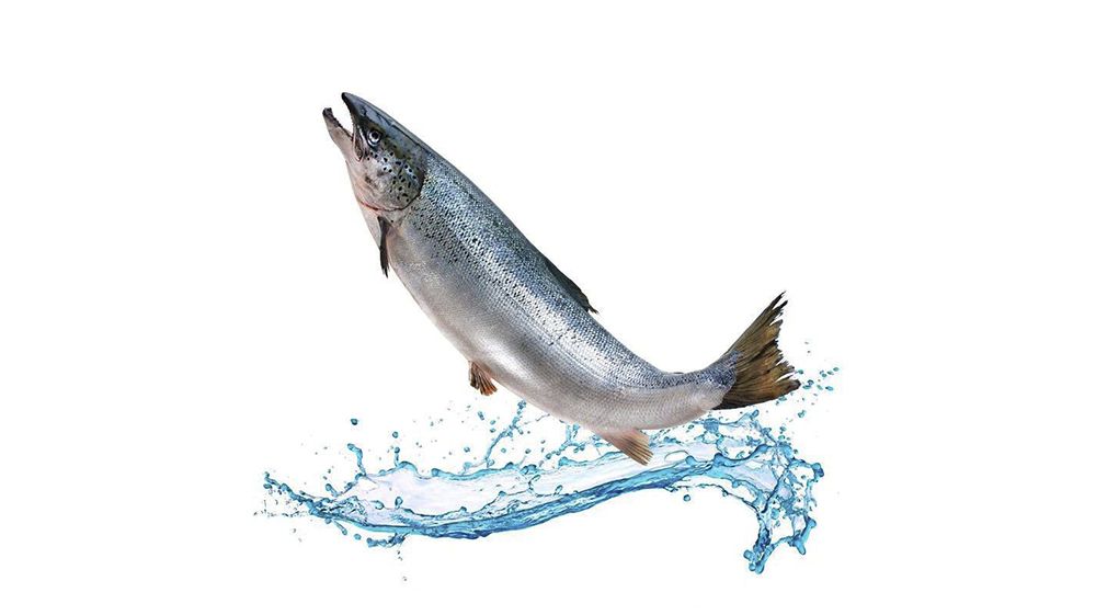 Salmón en la cuerda floja: ¿santuario o sushi fueguino?
