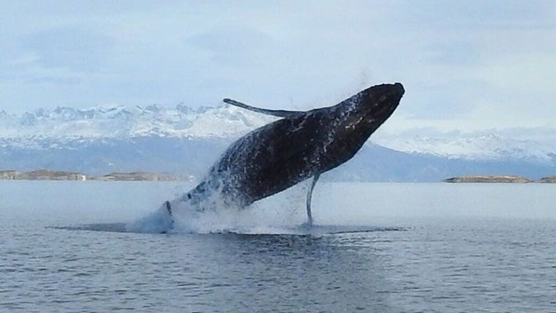 Medidas de seguridad por presencia de ballenas en el Beagle