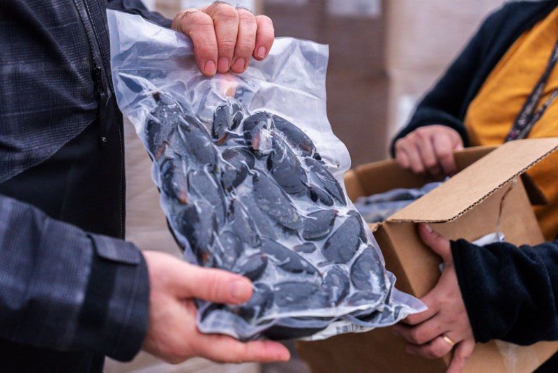 Nuevo envío de mejillones de cultivo 