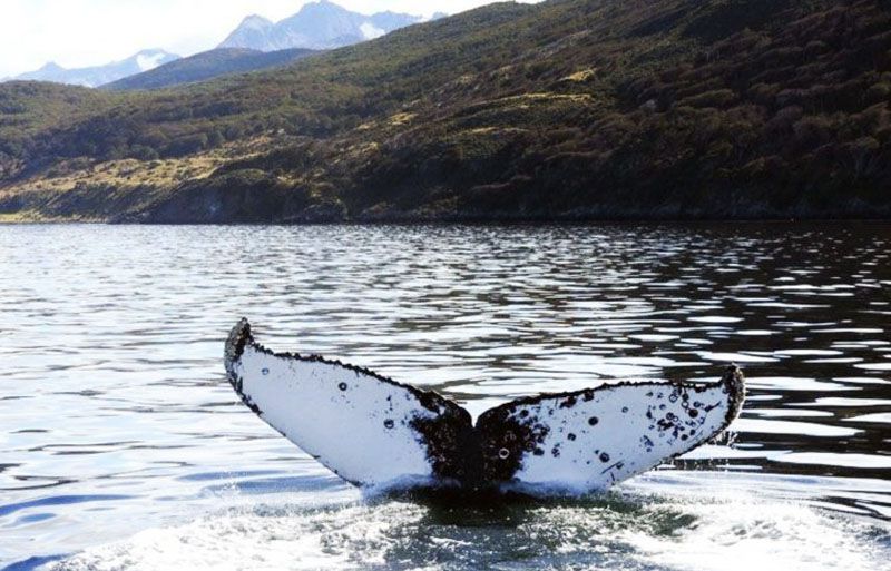 Más de 200 ballenas pasaron por el Beagle 