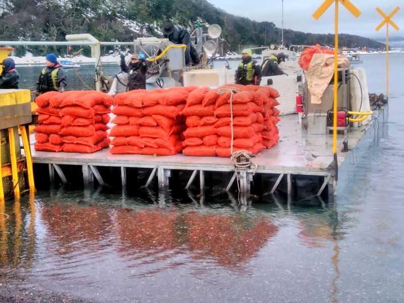 Proyectan expandir el cultivo de mejillones hacia Río Grande